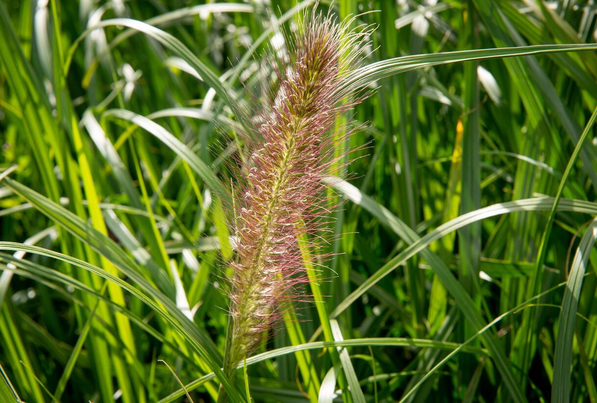 Dochan psárkovitý 'Red Head' - Pennisetum alopecuroides 'Red Head'