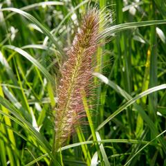 Dochan psárkovitý 'Red Head' - Pennisetum alopecuroides 'Red Head'