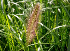 Dochan psárkovitý 'Red Head' - Pennisetum alopecuroides 'Red Head'