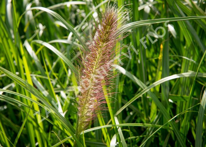 Dochan psárkovitý 'Red Head' - Pennisetum alopecuroides 'Red Head'