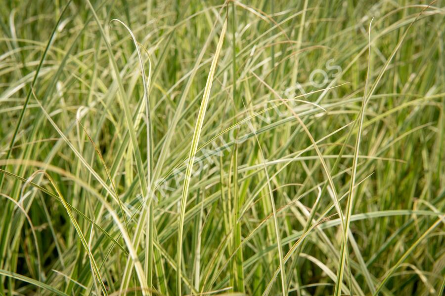 Pampová tráva 'Silver Comet' - Cortaderia selloana 'Silver Comet'