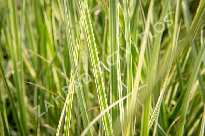 Pampová tráva 'Silver Comet' - Cortaderia selloana 'Silver Comet'