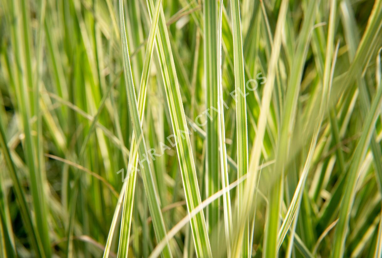 Pampová tráva 'Silver Comet' - Cortaderia selloana 'Silver Comet'