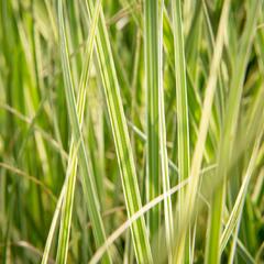 Pampová tráva 'Silver Comet' - Cortaderia selloana 'Silver Comet'