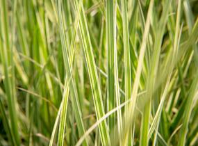 Pampová tráva 'Silver Comet' - Cortaderia selloana 'Silver Comet'