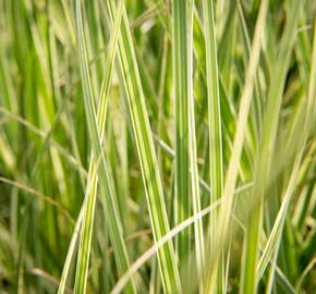 Pampová tráva 'Silver Comet' - Cortaderia selloana 'Silver Comet'