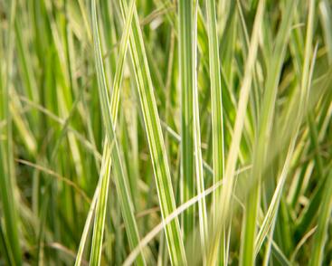Pampová tráva 'Silver Comet'