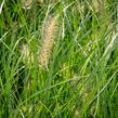 Dochan psárkovitý 'Gelbstiel' - Pennisetum alopecuroides 'Gelbstiel'