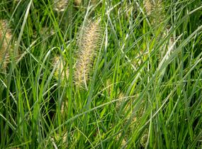 Dochan psárkovitý 'Gelbstiel' - Pennisetum alopecuroides 'Gelbstiel'