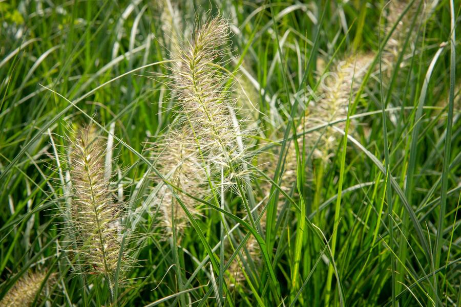 Dochan psárkovitý 'Gelbstiel' - Pennisetum alopecuroides 'Gelbstiel'