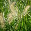 Dochan psárkovitý 'Gelbstiel' - Pennisetum alopecuroides 'Gelbstiel'