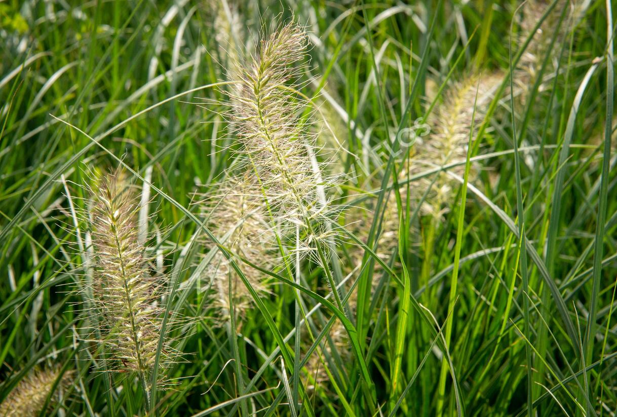 Dochan psárkovitý 'Gelbstiel' - Pennisetum alopecuroides 'Gelbstiel'