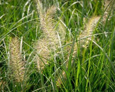 Dochan psárkovitý 'Gelbstiel'