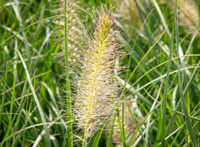 Dochan psárkovitý 'Gelbstiel' - Pennisetum alopecuroides 'Gelbstiel'