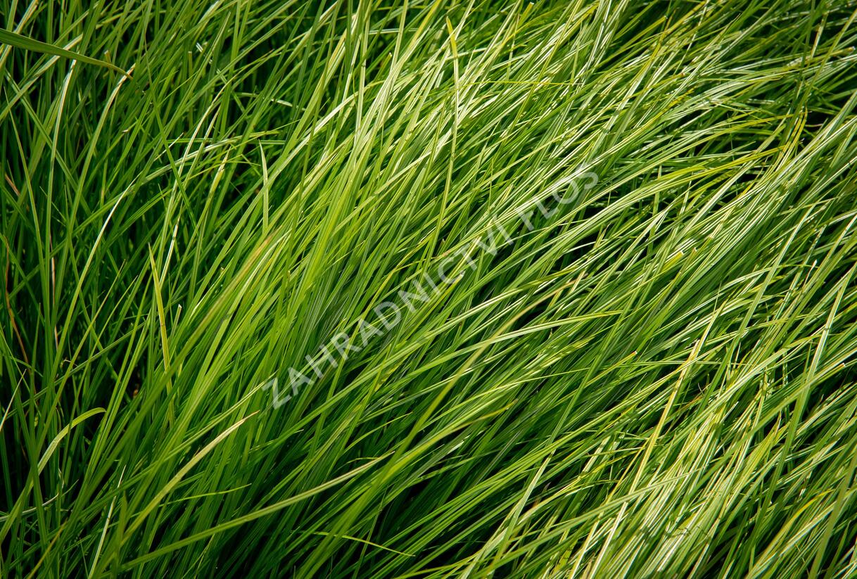 Ostřice - Carex bromoides