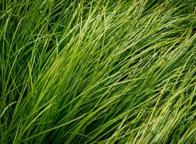 Ostřice - Carex bromoides