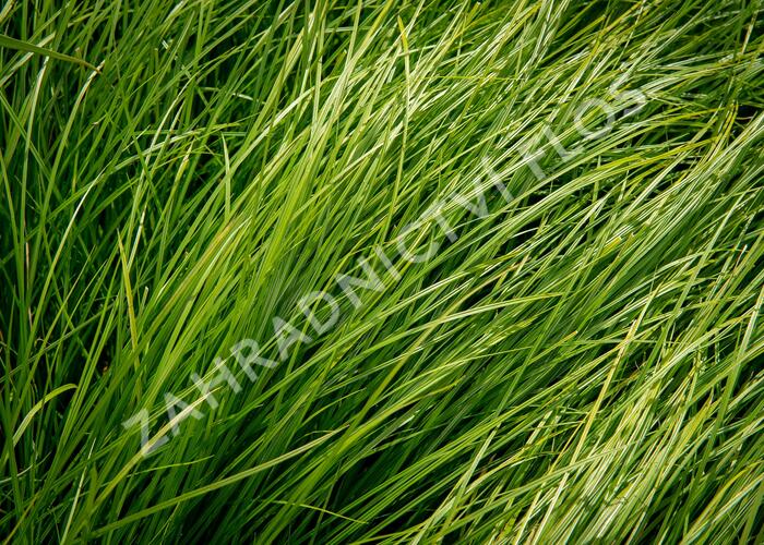 Ostřice - Carex bromoides