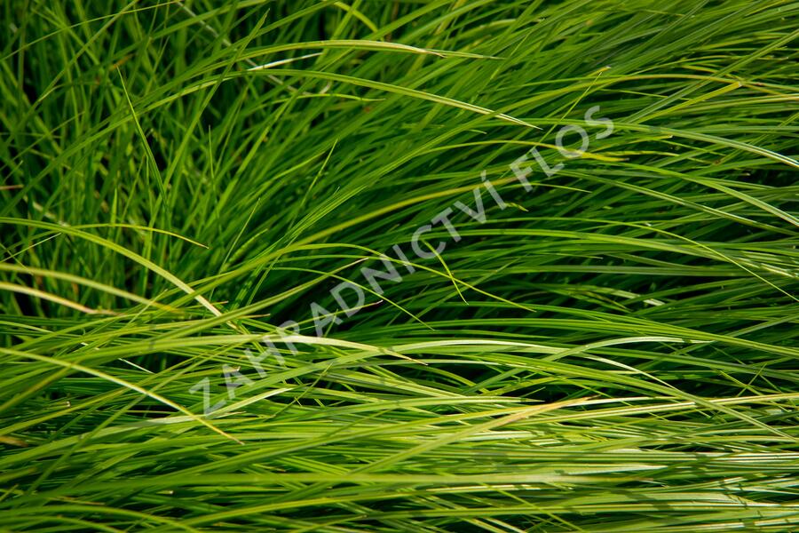 Ostřice - Carex bromoides