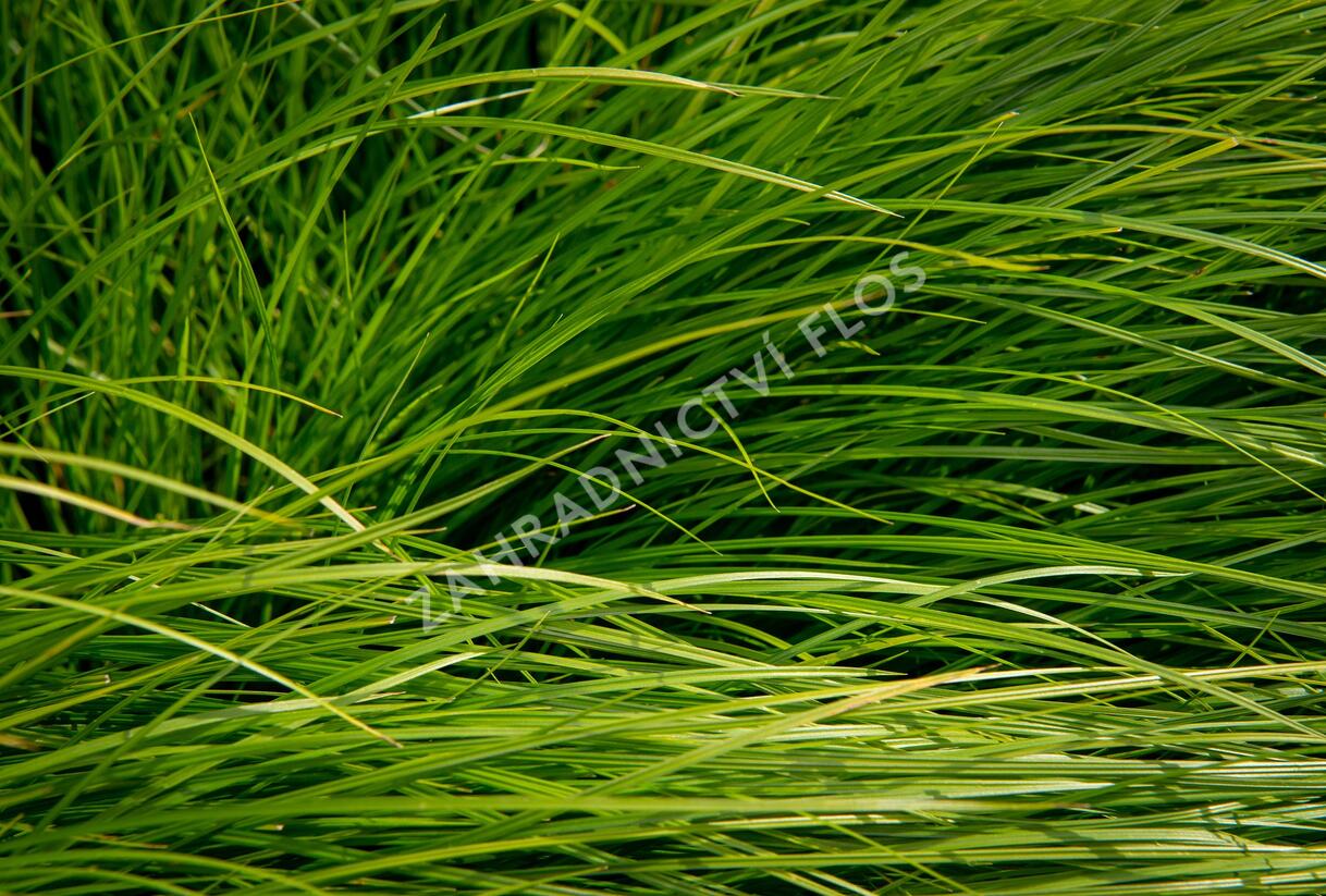 Ostřice - Carex bromoides