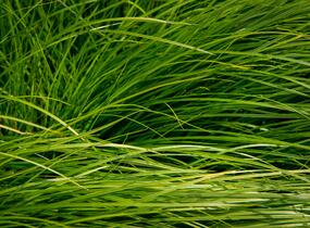 Ostřice - Carex bromoides