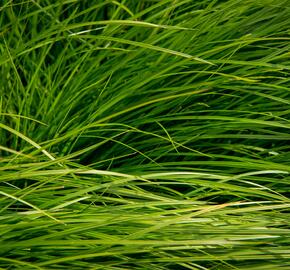 Ostřice - Carex bromoides