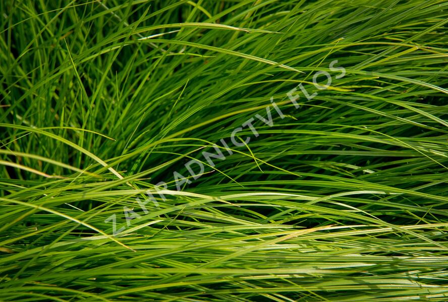 Ostřice - Carex bromoides