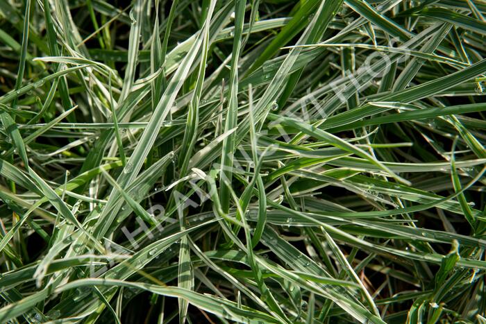 Třeslice prostřední 'Zitterzebra' - Briza media 'Zitterzebra'