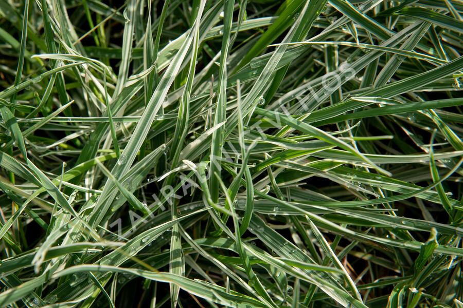 Třeslice prostřední 'Zitterzebra' - Briza media 'Zitterzebra'