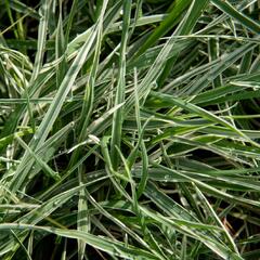 Třeslice prostřední 'Zitterzebra' - Briza media 'Zitterzebra'