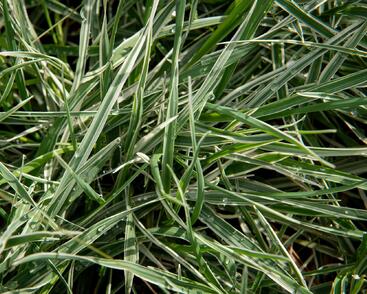 Třeslice prostřední 'Zitterzebra'