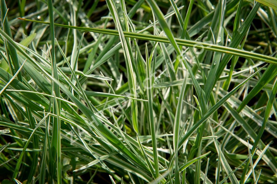 Třeslice prostřední 'Zitterzebra' - Briza media 'Zitterzebra'