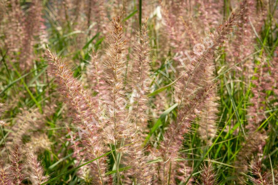 Dochan 'Flamingo' - Pennisetum orientale 'Flamingo'