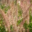 Dochan 'Flamingo' - Pennisetum orientale 'Flamingo'