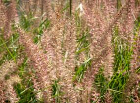 Dochan 'Flamingo' - Pennisetum orientale 'Flamingo'