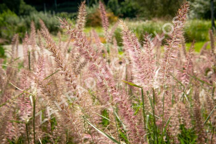 Dochan 'Flamingo' - Pennisetum orientale 'Flamingo'