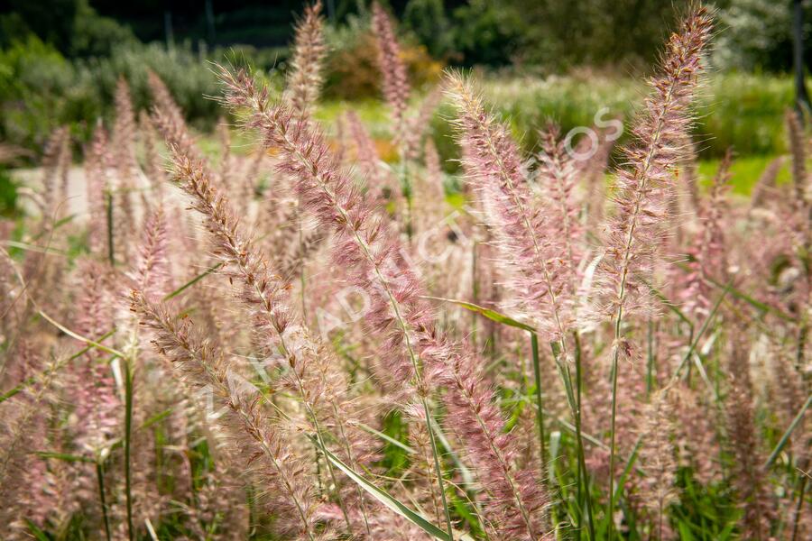 Dochan 'Flamingo' - Pennisetum orientale 'Flamingo'