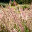 Dochan 'Flamingo' - Pennisetum orientale 'Flamingo'