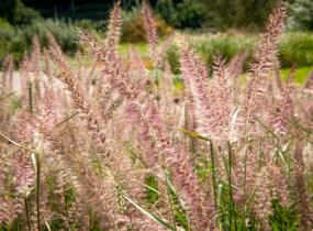 Dochan 'Flamingo' - Pennisetum orientale 'Flamingo'