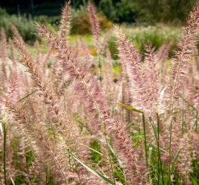 Dochan 'Flamingo' - Pennisetum orientale 'Flamingo'