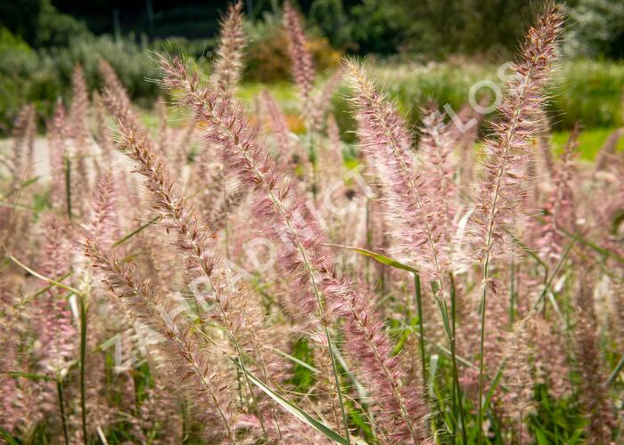 Dochan 'Flamingo' - Pennisetum orientale 'Flamingo'