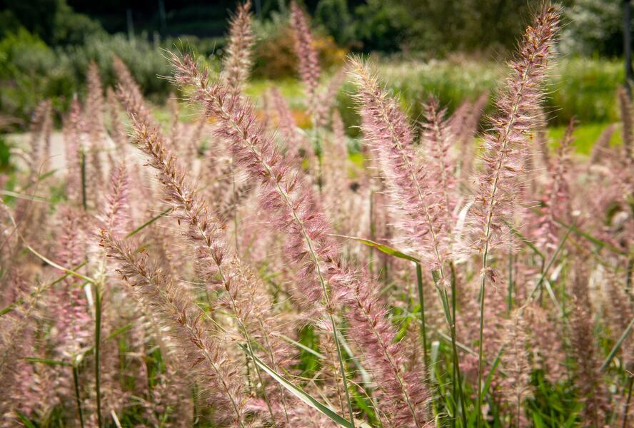 Dochan 'Flamingo' - Pennisetum orientale 'Flamingo'