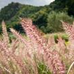 Dochan 'Flamingo' - Pennisetum orientale 'Flamingo'