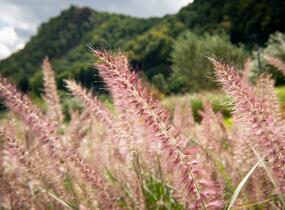 Dochan 'Flamingo' - Pennisetum orientale 'Flamingo'