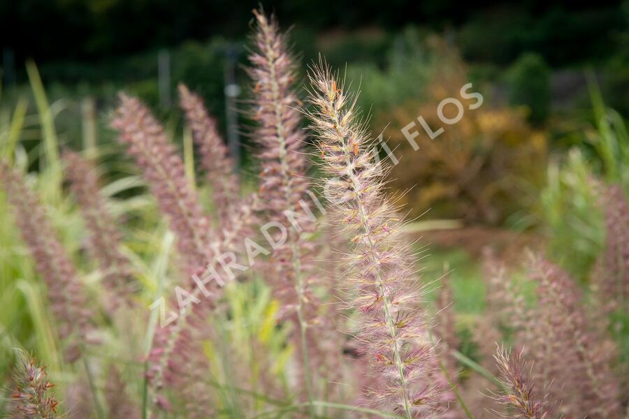 Dochan 'Flamingo' - Pennisetum orientale 'Flamingo'