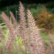 Dochan 'Flamingo' - Pennisetum orientale 'Flamingo'