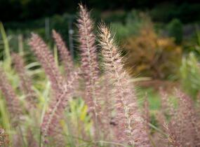 Dochan 'Flamingo' - Pennisetum orientale 'Flamingo'