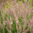 Dochan 'Flamingo' - Pennisetum orientale 'Flamingo'