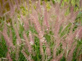 Dochan 'Flamingo' - Pennisetum orientale 'Flamingo'