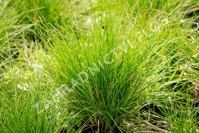 Kostřava ametystová 'Walberla' - Festuca amethystina 'Walberla'