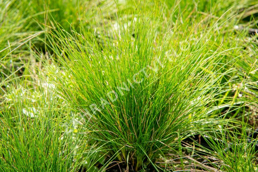 Kostřava ametystová 'Walberla' - Festuca amethystina 'Walberla'